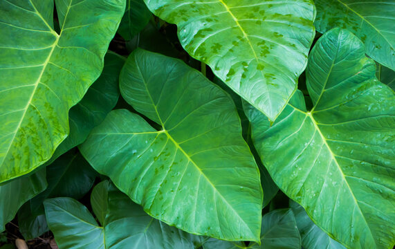 Fresh green taro leaves growing naturally outdoors. Large tropical leaves commonly found in humid environments and used as ornamental plants and food ingredients in Indoneisa  and other Asia regions.