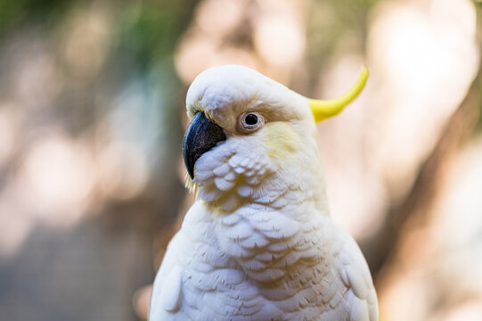 Cockatoo showing yellow crest and black beak while perched among tree branches in natural habitat