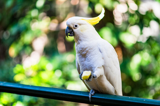 Cockatoo is perched on a railing while eating a piece of food in a green garden background