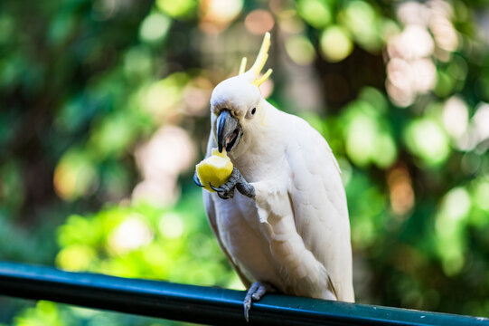 Cockatoo enjoys a snack while resting on a railing with green foliage in the background