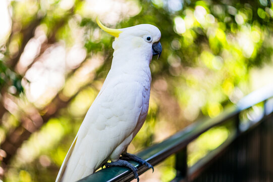 Cockatoo stands on railing surrounded by trees showcasing native wildlife in natural habitat