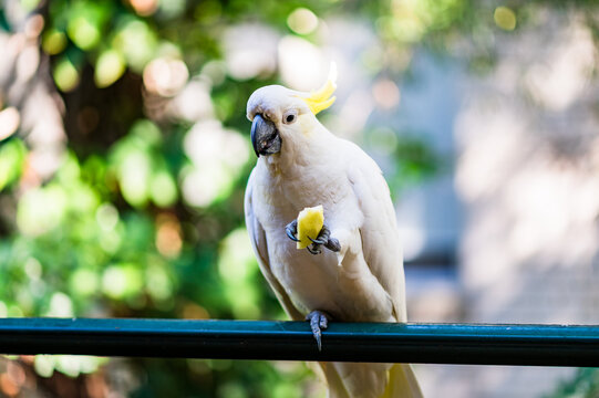 Cockatoo green apple slice in its claws while standing on a railing surrounded by greenery