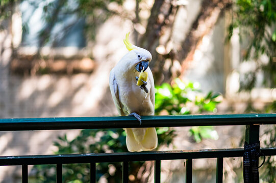 Cockatoo holding food and eating while perched on a metal railing in a city area