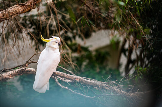 A cockatoo perches on a branch, displaying its yellow crest amid lush greenery