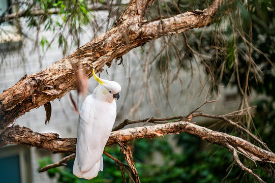 Cockatoo sitting on a tree branch in a city environment, surrounded by greenery and buildings