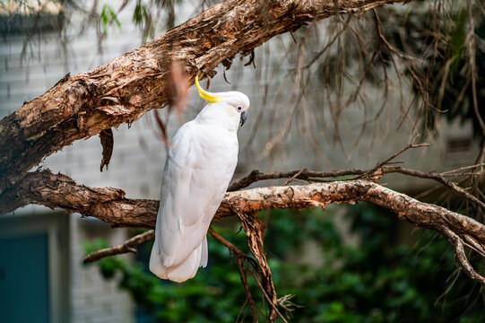 Cockatoo sits on a tree branch in a city area, surrounded by greenery and buildings