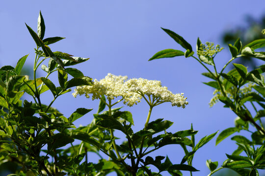 White flowers of elder (Sambucus nigra), family Adoxaceae. Blue sky. Netherlands. Spring, May.	