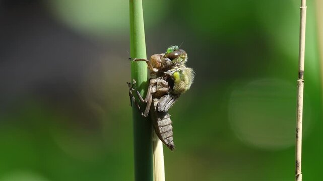 A Four-spotted Chaser, Libellula quadrimaculata, is emerging from its exuvium in the reeds at the edge of a pond.