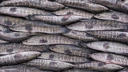 Obraz premium Snakehead Fish Background. Fish Background. Generative Ai