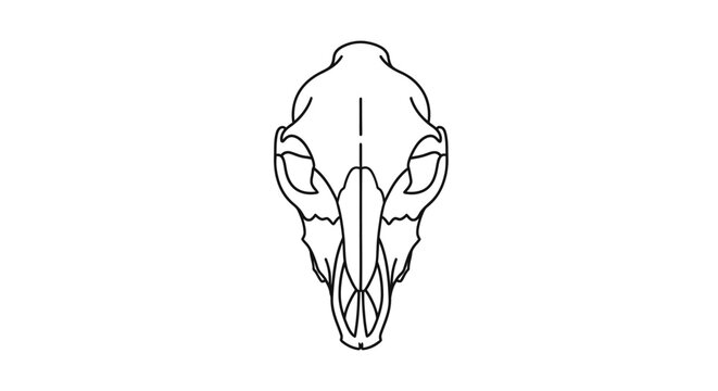 Detailed illustration of animal skull.