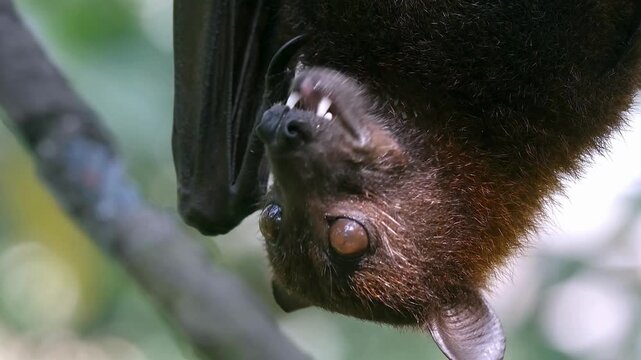 Large Flying Fox Fruit Bat Hanging Upside Down In Forest

