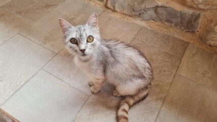 cat and mouse © Francoa