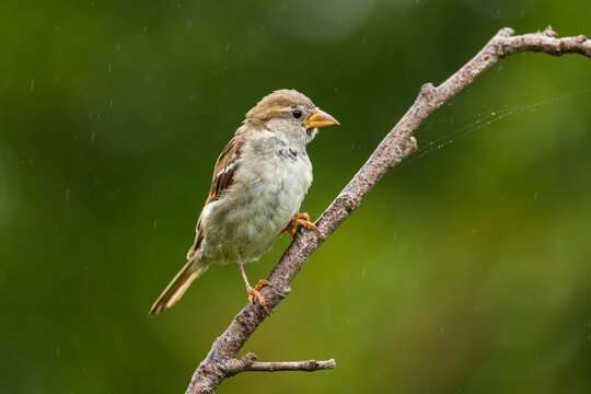House sparrow (Passer domesticus); close-up of female on twig with green blurred background. 