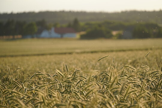 Field of rye in Denmark, focus on foreground, farmhouse in the background