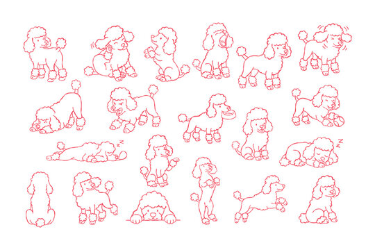 Poodle dog puppy pet outline sketch set cartoon cute playful red line poodle dog puppy outline sketch set many poses, sitting, standing, walking