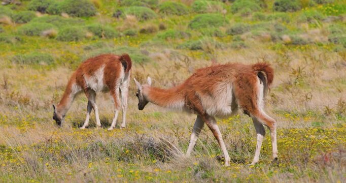 4K video; Spring in Patagonia; pregnant Guanaco (Lama guanicoe) walking on grassland, Patagonia National Park, Chile