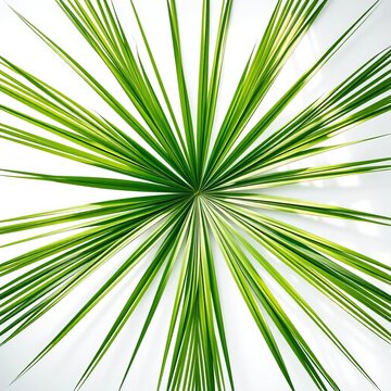 Stylized palm frond arrangement forms a vibrant green mandala against a crisp white void, a botanical still life,  creative,  downshot
