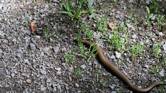 Slow worm crawling on a gravel path