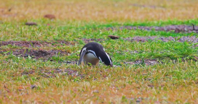 4K video; Spring in Patagonia; Magellanic penguin (Spheniscus magellanicus) collecting material for its nest, Argentina