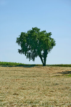 colline moreniche