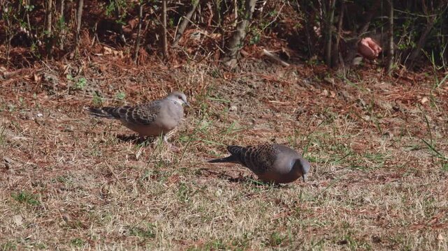 Oriental Turtle Doves Foraging on Dry Spring Grass