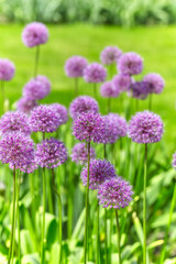Obraz premium Nature background with spring flowers. Selective and soft focus. Close up.