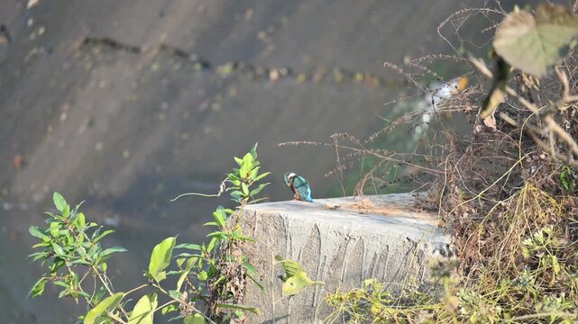 Common kingfisher or Alcedo atthis. Its common name is Eurasian kingfisher and river kingfisher. It is a small kingfisher. This is a small kingfisher, perched on the riverbank, waiting for its prey.