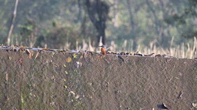 Common kingfisher or Alcedo atthis. Its common name is Eurasian kingfisher and river kingfisher. It is a small kingfisher. This is a small kingfisher, perched on the riverbank, waiting for its prey.