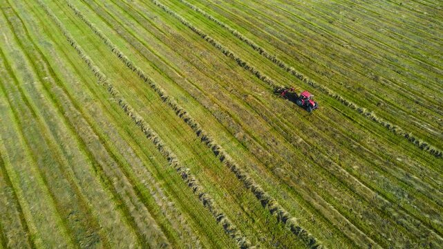 Drone view of a tractor with a hay rake working in a field. Agricultural machinery preparing silage fodder for livestock during harvest