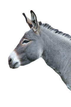 Grey donkey head profile close up isolated on white background.
