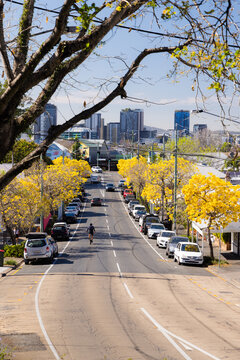Cyclist riding through a tree lined urban street with golden foliage on a sunny day