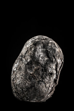 Baked potato in ash roasted on charcoal isolated on black background. Whole rustic potato baked in campfire coals with charred texture skin on dark background, closeup