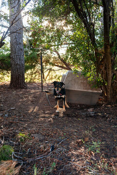 Farm dog on chain by kennel on farm