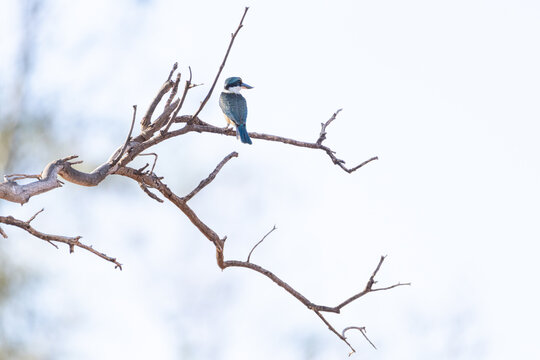 Sacred Kingfisher (Todiramphus sanctus), Blue-green bird perched on bare branches under pale sky