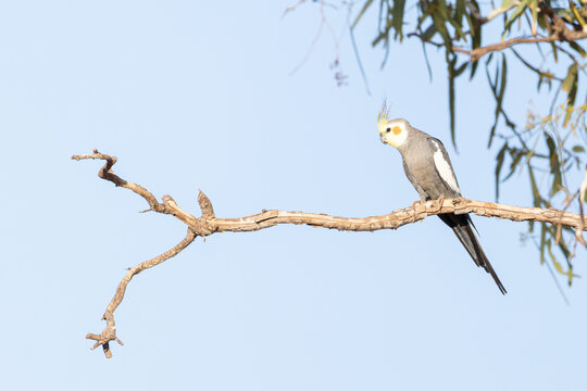 Cockatiel (Nymphicus hollandicus) perched on twisted branch under clear sky