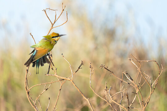 Rainbow bee-eater perched on dry branches  in natural habitat