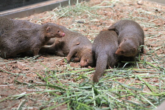 Four cute dwarf mongooses wrestling and playing together, with one lying down affectionately.