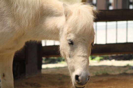 A close up portrait of a white donkey head, slightly turning to show its expressive eyes.