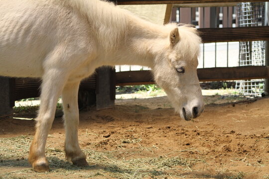 A side view of a gentle white donkey from the front legs up, looking forward.