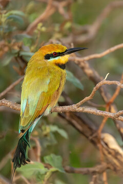 Rainbow Bee-eater (Merops ornatus) resting on branch with foliage