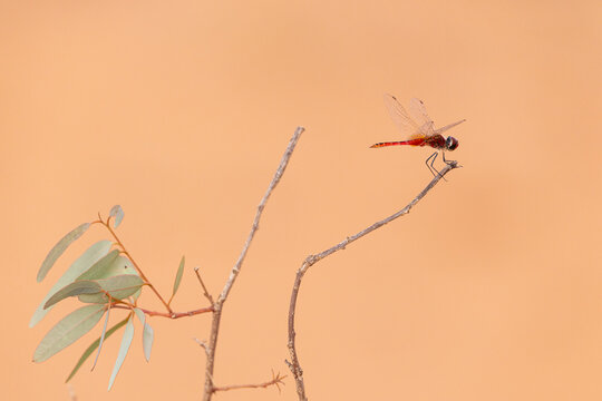 Red dragonfly, Crimson Marsh Glider, resting on gum branch
