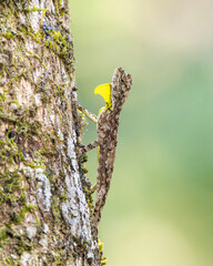 Fototapeta premium Birds of India