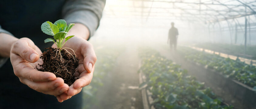 Close-up shot of hands gently holding a green seedling with soil, showcasing its developed roots in a greenhouse.