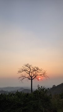 Minimalist silhouette of a lonely tree against a dramatic sunset sky in the hills of Bandarban, Bangladesh. Beautiful nature background perfect for mobile wallpaper.