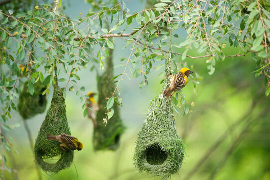 bird nest on tree