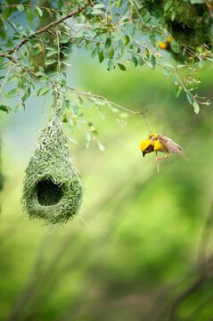 baya weaver bird nest on tree