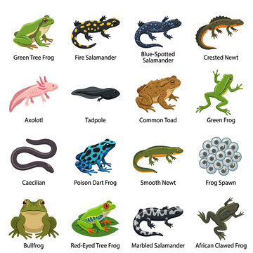 Educational Illustration Set of Various Amphibian Species and Names