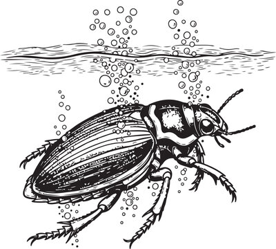 Black and white drawing of a diving beetle underwater