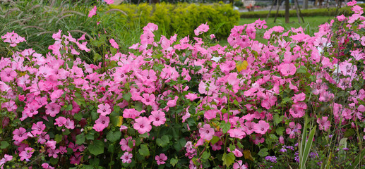 Fototapeta premium Beautiful pink mallow flowers blooming in the garden.