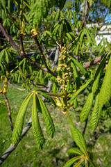 Fototapeta premium Aesculus hippocastanum, horse chestnut tree buds and leaves in springtime